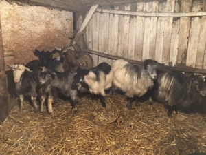 vand 8 capre  - imagine 4