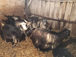 vand 8 capre  - imagine 2