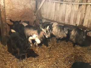 vand 8 capre  - imagine 5