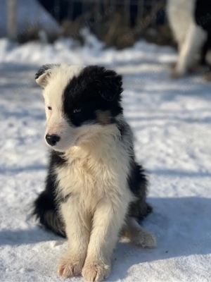 Border Collie de vanzare - imagine 2