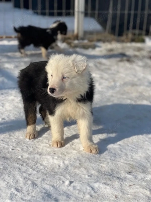 Border Collie de vanzare - imagine 3
