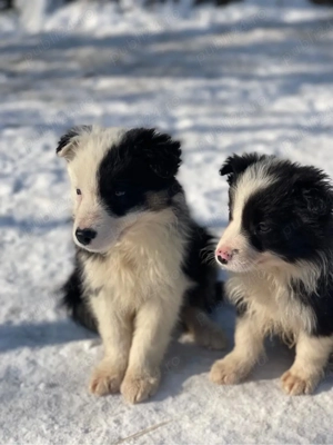 Border Collie de vanzare