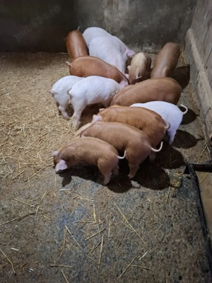 vand purcei - imagine 2