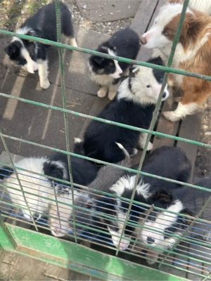 Border Collie de vanzare - imagine 5