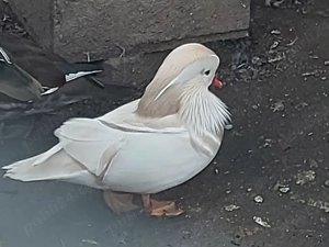 rate mandarine  - imagine 2