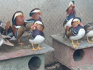 rate mandarine  - imagine 3