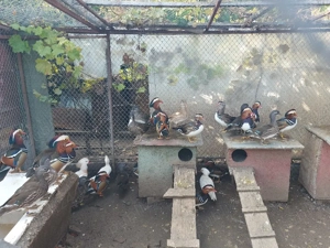 rate mandarine  - imagine 4