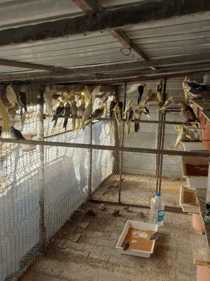 pspagsli nimfe  - imagine 2