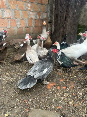 Gâște, rațe mute si măcănitoare - imagine 4