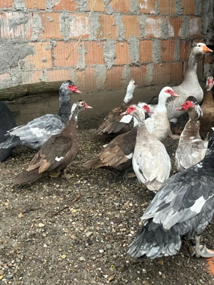 Gâște, rațe mute si măcănitoare - imagine 3