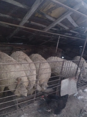 vand porci mangalita 