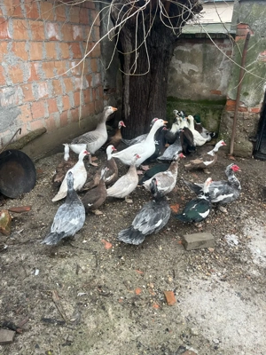 Gâște, rațe mute si măcănitoare