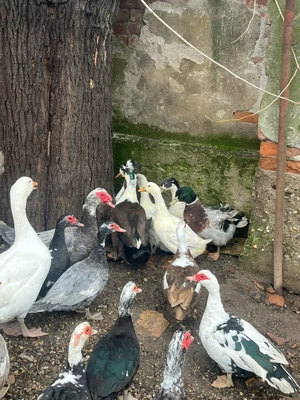 Gâște, rațe mute si măcănitoare - imagine 2