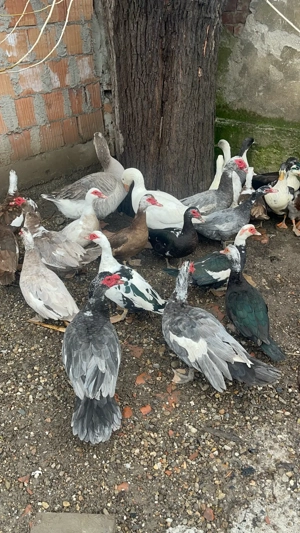 Gâște, rațe mute si măcănitoare - imagine 5