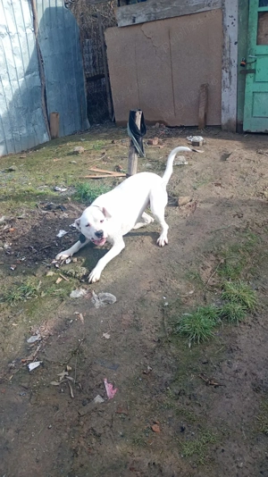 dog argintoian - imagine 3