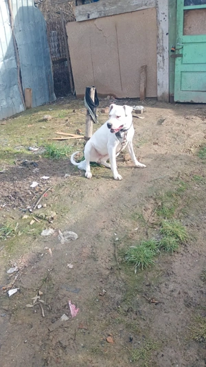 dog argintoian - imagine 2