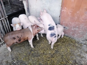 Vand Purcei Mascrii Castratii si Porcii