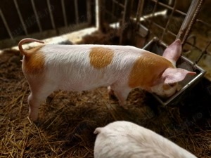 Purcei Duroc si Marele Alb