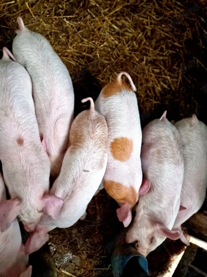 Purcei Duroc si Marele Alb - imagine 3