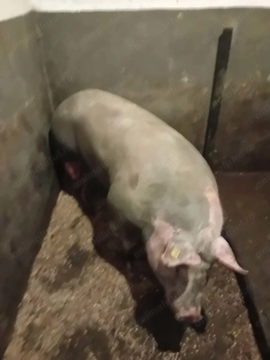 Vănd porc de rasa pietrain