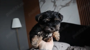 Uorkshire terrier mascul