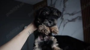 Uorkshire terrier mascul - imagine 5