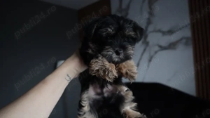 Uorkshire terrier mascul - imagine 2