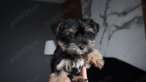 Uorkshire terrier mascul - imagine 4