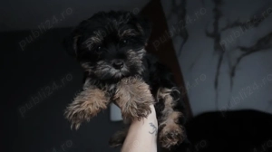 Uorkshire terrier mascul - imagine 3