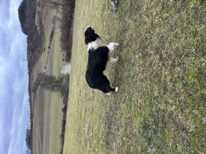 Border Collie 7 luni - imagine 3