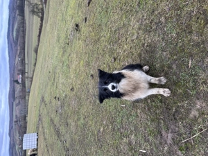 Border Collie 7 luni - imagine 2