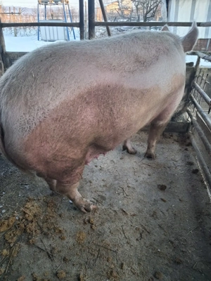 de vânzare scroafă 300 kg rasă marele alb ofer transport 