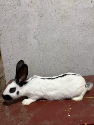 Iepuri Fluture German - imagine 5