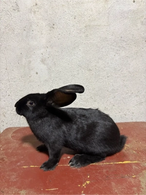 Iepuri Fluture German - imagine 4