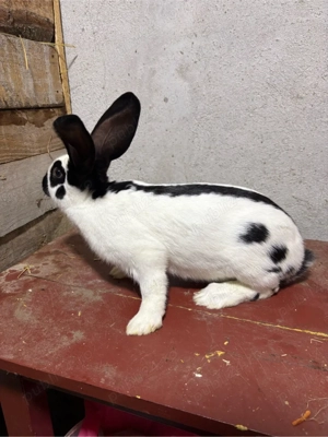 Iepuri Fluture German - imagine 2