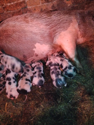 Vând scroafă cu purcei  - imagine 3