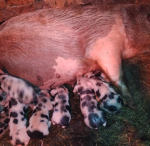 Vând scroafă cu purcei  - imagine 2