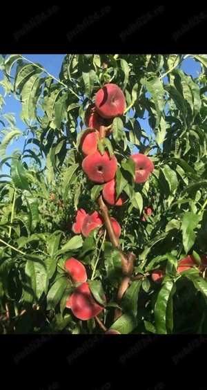 Vând pomi columnari direct pe rod 