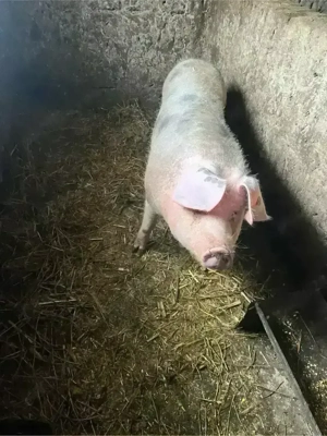 porc de vanzare - imagine 2