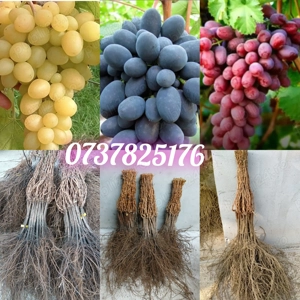 Vând butasi vita de vie altoita si hibrid 