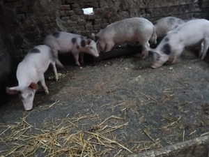 Purceii pietrean cu pic de vânzare vârstă 4 luni  - imagine 2