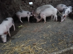 Purceii pietrean cu pic de vânzare vârstă 4 luni 