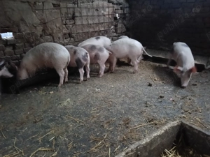 Purceii pietrean cu pic de vânzare vârstă 4 luni  - imagine 3