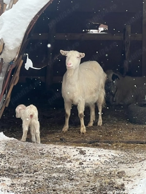 Capre cu lapte - imagine 3