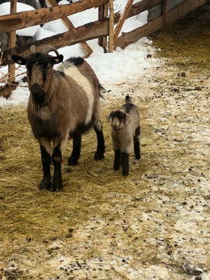 Capre cu lapte - imagine 5