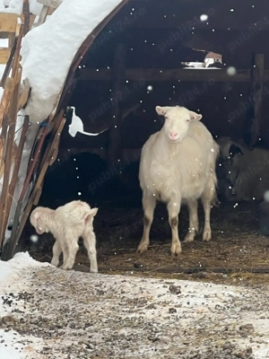 Capre cu lapte - imagine 2