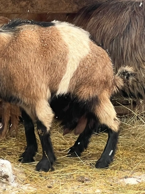 Capre cu lapte - imagine 4