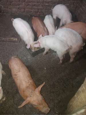 vând purcei 8 saptamani  - imagine 2