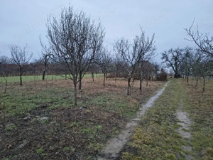 Vie la deal și livadă cu cabană  - imagine 3