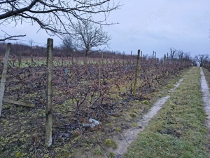 Vie la deal și livadă cu cabană 